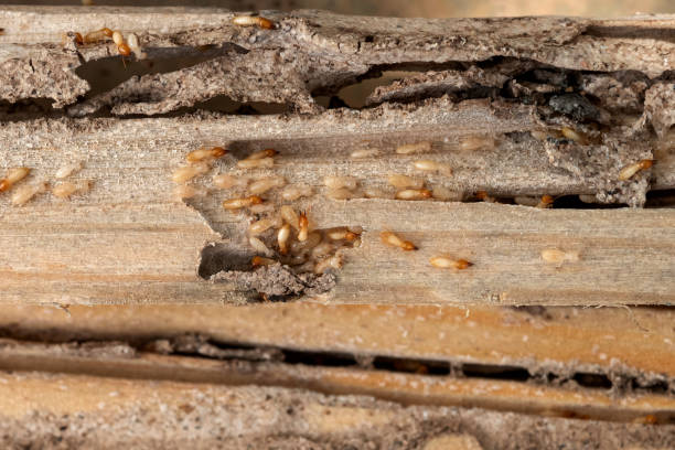 Best Emergency Pest Control  in New Holland, PA